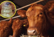 Avanzan a 29 los casos de gusano barrenador en SLP; todos han sido atendidos