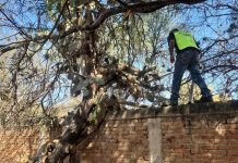Villa de Pozos previenen riesgos con poda permanente