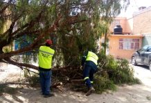 Refuerza Villa de Pozos poda preventiva de árboles para reducir riesgos en temporada de lluvias