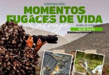 Villa de Pozos acerca el arte de la fotografía con exposición de vida salvaje