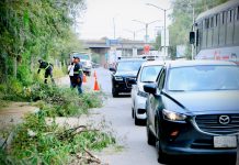 Villa de Pozos refuerza acciones preventivas para atender árboles en riesgo de caída