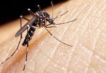Villa de pozos se suma a la semana nacional “hogar sin mosquitos, familia protegida”
