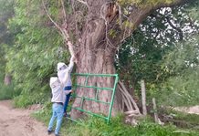 PROTECCIÓN CIVIL REFUERZA ATENCIÓN POR PRESENCIA DE ENJAMBRES EN ZONAS HABITACIONALES
